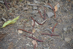 Vachellia macracantha