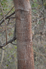 Enterolobium cyclocarpum