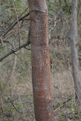 Enterolobium cyclocarpum