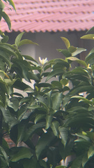 Magnolia × alba