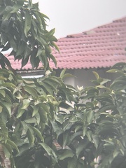 Magnolia × alba
