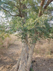 Chloroleucon tenuiflorum