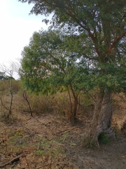 Chloroleucon tenuiflorum