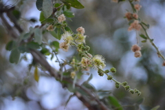Pithecellobium dulce