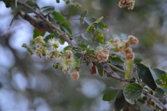 Pithecellobium dulce