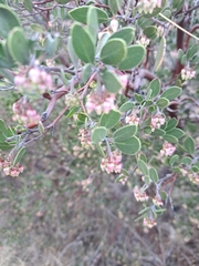 Arctostaphylos pungens