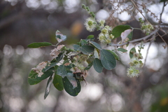 Pithecellobium dulce