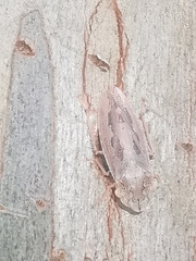 Stenocotini