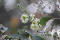Pithecellobium dulce