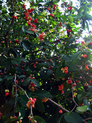 Syzygium samarangense