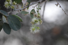 Pithecellobium dulce