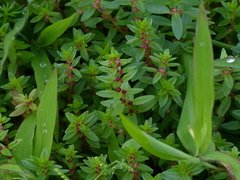 Rotala