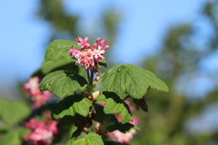 Ribes sanguineum