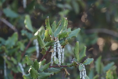 Garrya elliptica