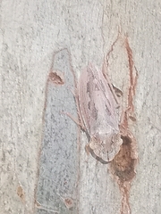 Stenocotini