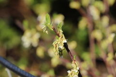 Oemleria cerasiformis