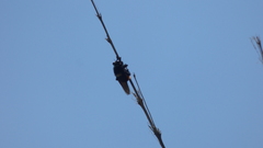 Mallophora ruficauda