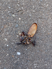 Trypoxylus dichotomus septentrionalis