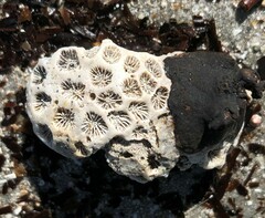 Plesiastrea versipora