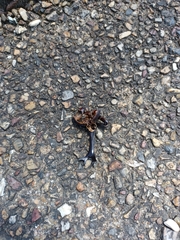 Trypoxylus dichotomus septentrionalis