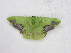 Phrudocentra janeira