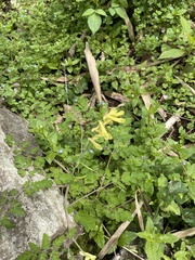 Corydalis
