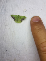 Phrudocentra janeira