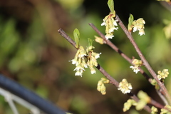 Oemleria cerasiformis