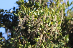 Garrya elliptica
