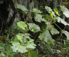 Piper umbellatum