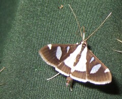 Glyphodes actorionalis