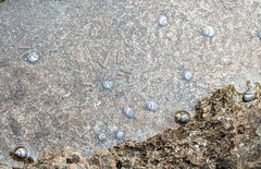 Littorinimorpha