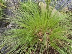Carex stricta