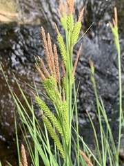 Carex stricta