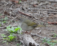 Arremonops rufivirgatus