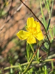 Crocanthemum scoparium