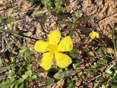 Crocanthemum scoparium