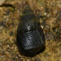 Littorinoidea