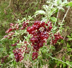 Rhagodia candolleana
