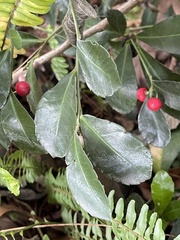 Ardisia cornudentata