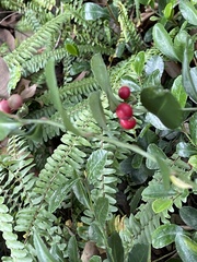 Ardisia cornudentata