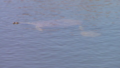 Apalone spinifera emoryi