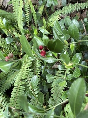 Ardisia cornudentata