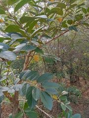 Antidesma ghaesembilla