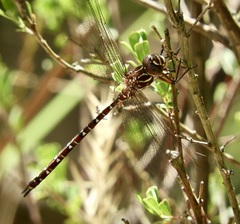 Austroaeschna unicornis