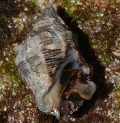 Rapaninae
