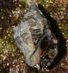 Rapaninae