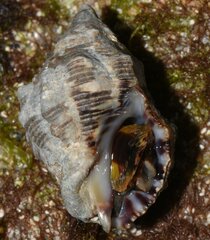 Rapaninae