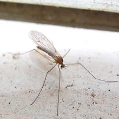 Trichocera