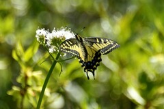 Papilio
